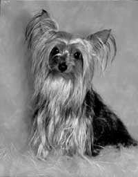 Little Mister Sparky