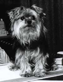 Little Guy Dandy