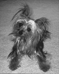 Little Miss Ruffles